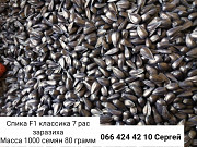 Насіння соняшнику "Спіка". -> Насіння соняшнику "Спіка". Запоріжжя