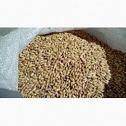 Продам кормовий ячмінь. Київ