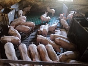 Продаж поросят з свинарського комплексу. Партії від 100 голів. Полтава