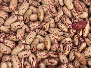 Сортова квасоля — великий вибір сортів, висока якість продукції доставка з м.Черкаси