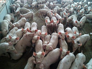 Придбати поросят для відгодівлі від PIC, DanBred. Суми