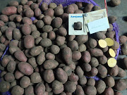 Картопля на продаж. Садова картопля. Суми