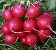 Редис Жара у весні. Херсон