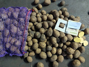 Картопля насіннєва та продуктова оптом. Харків
