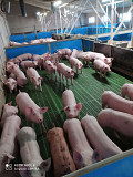 Поросята генетики PIC, DanBred від 100 голів. Харків
