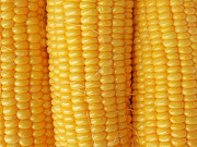Продам: шрот соняшниковий, борошно, зернові - українського походження. Житомир