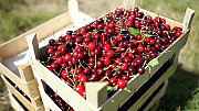 Продам вишню нового врожаю. Кропивницький