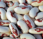 Продам оптом квасоль з доставкою. Дніпро