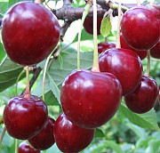 Продам вишню нового врожаю. Полтава