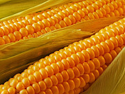 Продам шрот соняшниковий, зернові, борошно. Київ