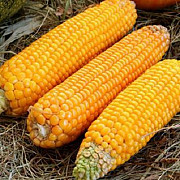 Придбати соняшниковий шрот, зернові культури, борошно в Україні. Запоріжжя