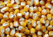 Продам зерно на корм: пшениця - 5 т. Селидове