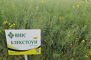 Сім'я озимого рапсу Блекстоун (сім'я озимого рапсу під Евролайтинг). Київ