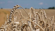 Насіння озимої пшениці Ліра Одеська (продаж від 1 тонни). Київ