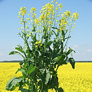 Куплю ячмінь, ріпак, горох, пшеницю з місця. Мелітополь