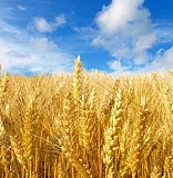 Пшеницю, ячмінь, рапс, горох куплю з місця. Київ