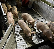 Продаж поросят. Купівля поросят з свинарника. Вінниця