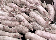 Продаж поросят. Купівля поросят з свинарника. Вінниця