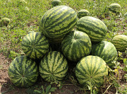 Продам кавуни, свіжий врожай! Лубни