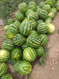Продам кавуни оптом з поля. Лубни