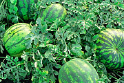 Продам кавуни оптом з поля. Лубни