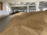Продам овес "Нептун". Житомир