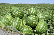 Продам насіння арбуза сорту Продюсер. Гола Пристань
