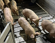 DanBred, PIC поросята опт Україна. Черкаси