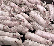 DanBred, PIC поросята опт Україна. Черкаси