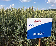 Насіння пшениці дворучки. 

Правильно: Насіння пшениці дворядки. Хмельницький