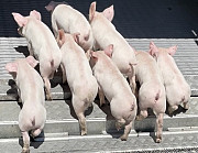Поросята для відгодівлі. DanBred, PIC. Доставка. Київ