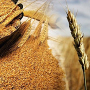 Закуповуємо відходи кукурудзи, пшениці, сої, соняшника. Київ
