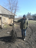 Продам трёхлетние саженцы грецкого ореха (крупномер). Миколаїв