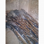 Продам трёхлетние саженцы грецкого ореха (крупномер). Миколаїв