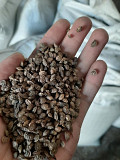 Продам насіння еспарцету. Чернігів