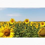 Зерновідходи соняшника, відходи ріпаку куплю з самовивозом. Черкаси
