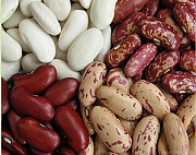 Продам квасолю різних сортів. Вінниця