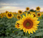 Відходи ріпаку та соняшника куплю. -> Відходи ріпаку та соняшника куплю. Рівне