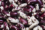 Продам квасоля Україна від 5 т. Харків