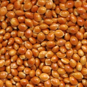 Просо сорту Золушка (ультраскороспіле посівне), еліта, від автора. Полтава