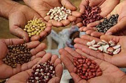 Продам квасоль Бандоля, Кідні, Рубін, Ластівка та інші. Одеса
