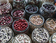 Продам квасолю різних сортів. Опт. Херсон