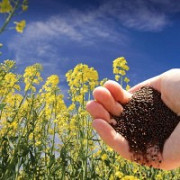 Продам оптом рапс, соняшник. Чернівці