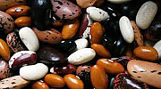 Продам квасолю. Купити квасолю в Україні. Ковель
