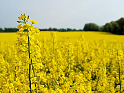 Продам соняшник та ріпак. Чернівці