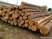 Діаметр кругляка сосни в лісі становить 30-40 см. Київ
