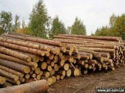 Діаметр кругляка сосни в лісі становить 30-40 см. Київ