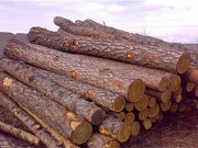 Ліс, кругляк, сосна, 13-20 см. Київ
