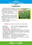 Озима пшениця сорту "Санжара". Полтава