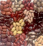Продам квасолю нового врожаю. -> Продам квасоль нового врожаю. Київ